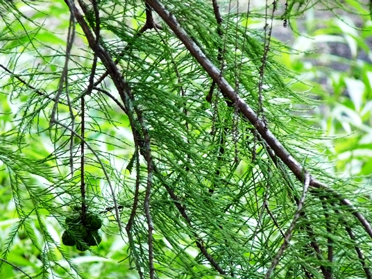 {Taxodium ascendens}